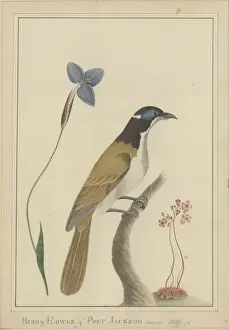 George Raper Prints: Bird & Flower of Port Jackson