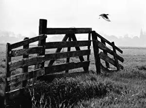 Outline Prints: Bird flying across a misty field in Holland