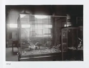 The Bird Gallery at The Natural History Museum, London. 1944