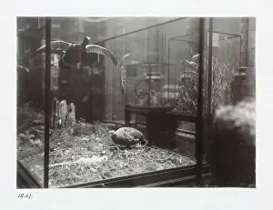 The Bird Gallery at The Natural History Museum, London. 1944