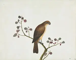 Bird illustration