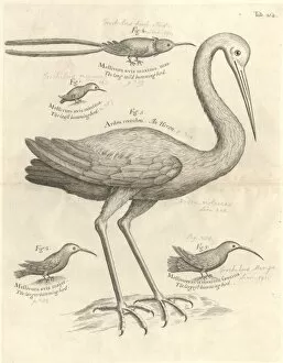 Apodiformes Gallery: Bird illustration
