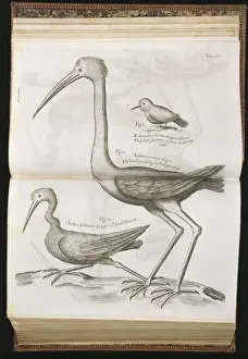 Mimosa Prints: Bird illustration from Sir Hans Sloanes Natural History of