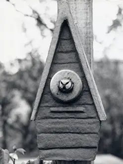 Nesting Prints: Bird looking out of a nesting box