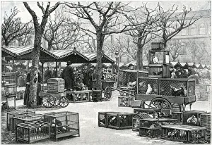 Images Dated 18th July 2018: Bird Market, Paris, France