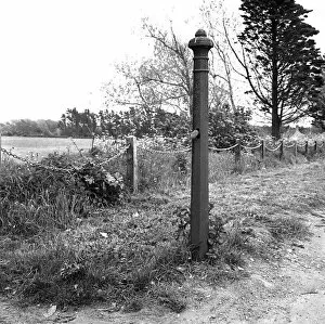 Nesting Collection: Bird nesting in a gatepost, Seaford, East Sussex
