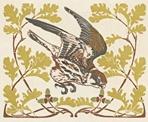 Acorn Gallery: Bird in oak leaves with acorns