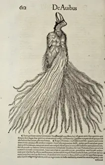 Gesner Prints: Bird-of-paradise