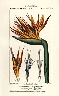 Images Dated 27th March 2020: Bird of paradise flower, Strelitzia reginae