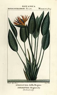 Stipple Gallery: Bird of paradise, Strelitzia reginae