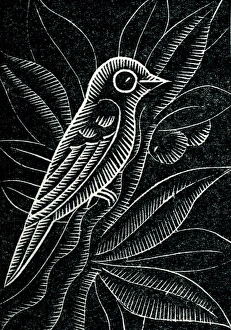 Images Dated 16th February 2011: A bird perches on a branch