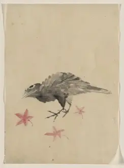 Closely Prints: A bird, possibly crow or raven, facing left, standing among
