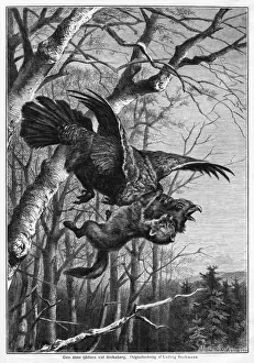 Stoat Prints: Bird and Predator