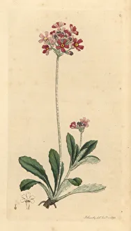 Primula Gallery: Bird s-eye primrose, Primula farinosa
