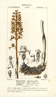 Bird s-nest orchid, Neottia nidus-avis