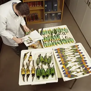 Preservation Prints: Bird skins