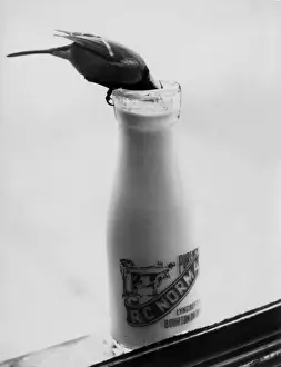 Stealing Prints: Bird Stealing Milk