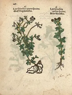 Lotus Prints: Bird vetch, Vicia cracca, and yellow sweet