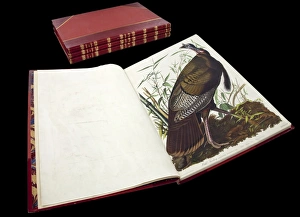 Images Dated 6th September 2012: The Birds of America by John James Audubon