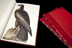 Black Background Collection: The Birds of America by John James Audubon