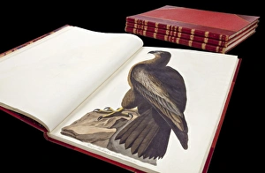Images Dated 6th September 2012: The Birds of America by John James Audubon