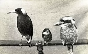 Images Dated 26th March 2019: Three Birds of Australia, Magpie, Butcherird and Kookaburra