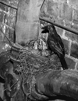 Black Bird Prints: Birds / Blackbird