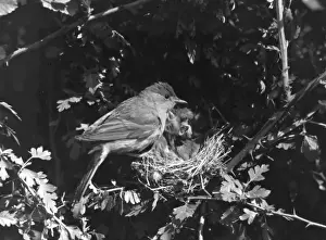 Warbler Prints: Birds / Blackcap Warbler