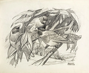 Images Dated 21st December 2011: Three birds on a branch