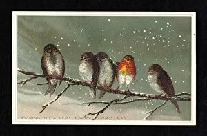 Sparrow Gallery: Five birds on a branch in the snow on a Christmas card