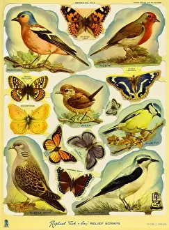 Birds & butterflies scraps