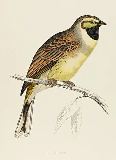 Birds Collection: Birds / Cirl Bunting
