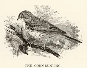 Birds / Corn Bunting