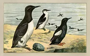 Three birds with an egg