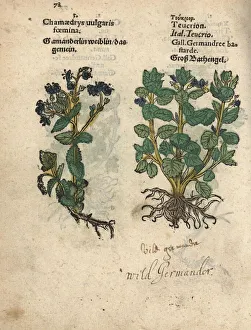 Bird's eye, Veronica chamaedrys, and yellow Bird's eye, Veronica chamaedrys, and yellow