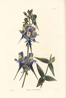 Three birds flying, Linaria triornithophora