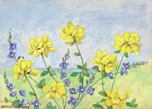 Andrews Gallery: Bird's Foot Trefoil and Speedwell Gardens Garden