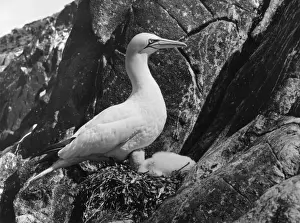 Birds / Gannet