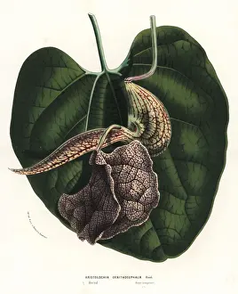 Birds head birthwort, Aristolochia ornithocephala