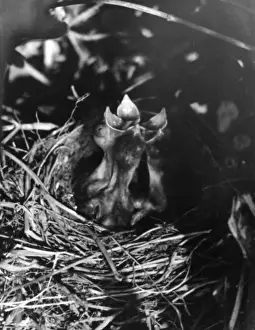 Sparrow Prints: Birds / Hedge Sparrow