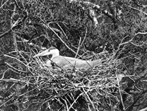 Images Dated 16th June 2011: Birds / Heron