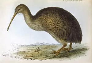 Apteryx Gallery: Birds / Kiwi (Gould)