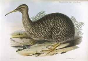 Apteryx Gallery: Birds / Kiwi (Richter)