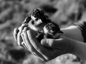 Birds / Lapwing Chicks