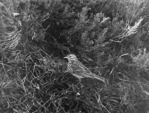 Birds / Meadow Pipit