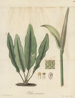 Exotic Flora Prints: Bird's nest anthurium, Anthurium coriaceum