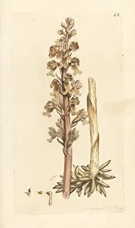 Birds nest orchid, Neottia nidus-avis