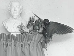 Nesting Prints: Birds nesting on a curtain rail