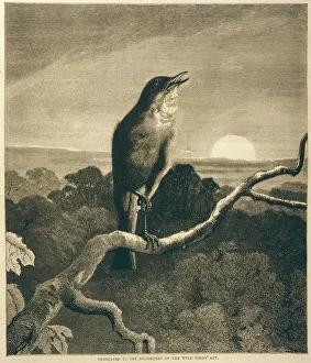Luscinia Gallery: Birds / Nightingale
