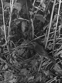 Birds / Nightingale